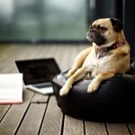 Doggy Businesses
