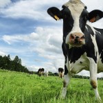 Most Interesting Dairy Companies Across The World
