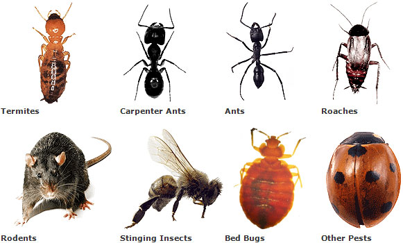 Australian pests