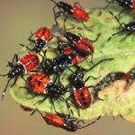 Pests in Australia