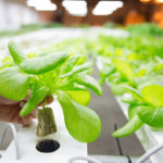 Hydroponic gardens at home and offices