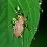 Aphid pest in hydroponics