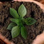 green business practices