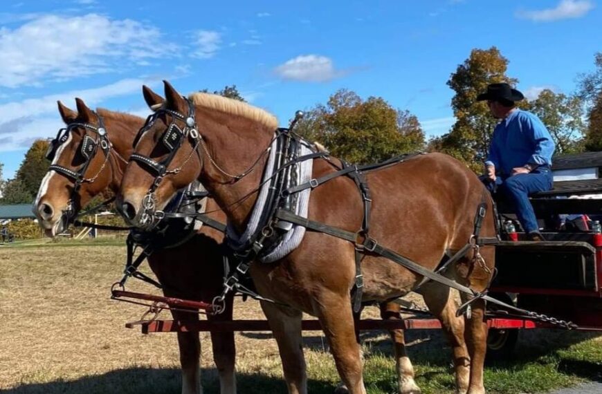 Mainely Drafts Horse And Carriage