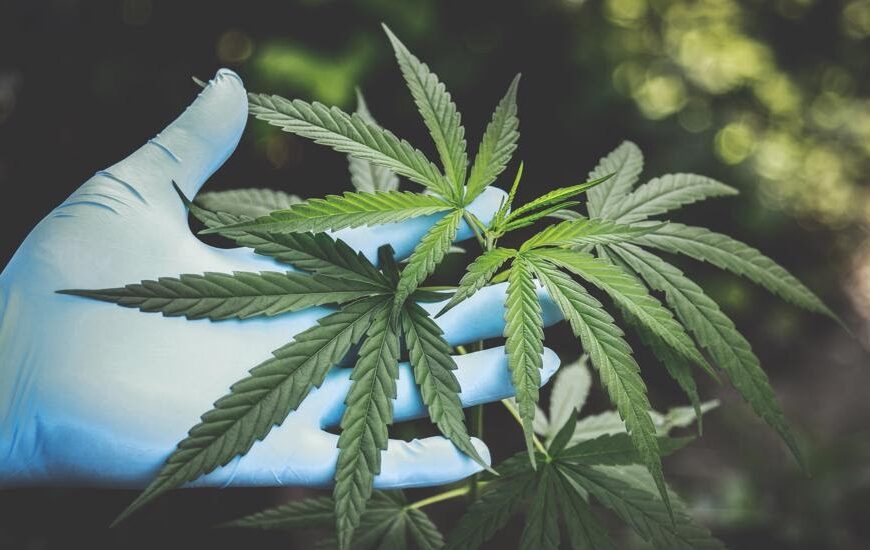 PA Brain Doc &mdash; Medical Marijuana Telemedicine