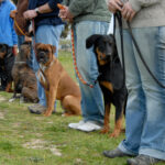 Voracious Malinois Kennels