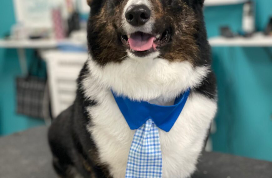 Pets Place Grooming