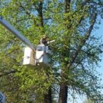 Tree Service