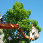 Hazardous Tree Removal