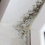 Mold Removal