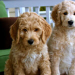 Goldendoodle Puppies For Sale In Orlando