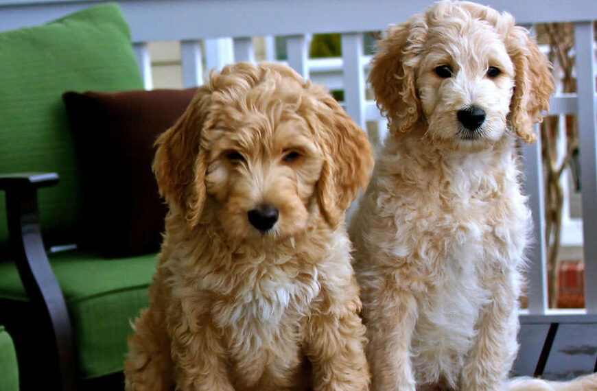Golden Doodles By Aggi