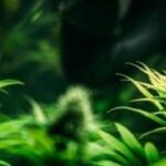 Pure Roots Botanicals